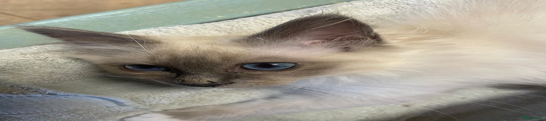 Birman Kitten 2