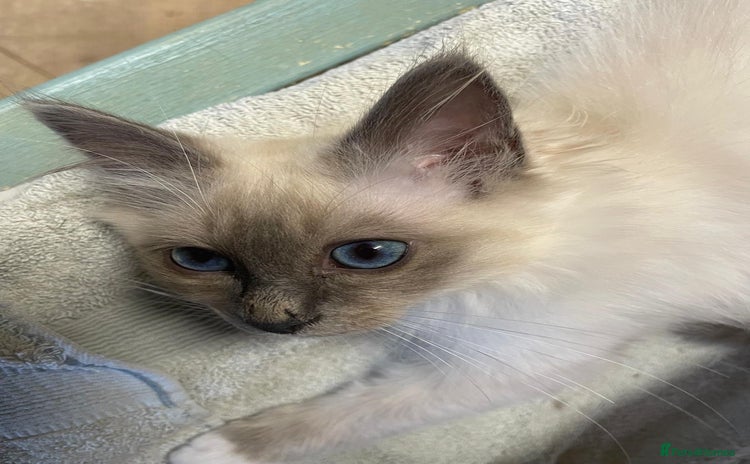 Birman cats - Advert 9