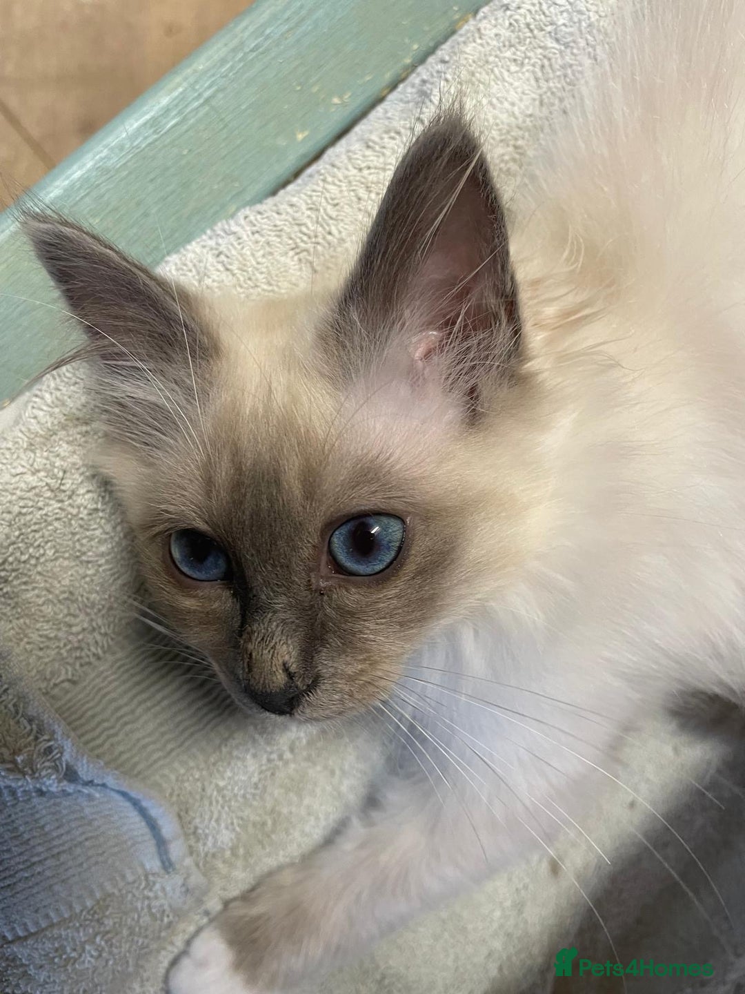 Birman cats for sale: Registered Rare Birman Kittens! - Image 1