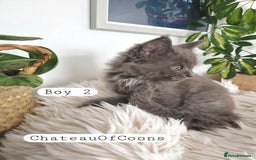 Maine Coon cats for sale: Stunning Black Smoke Registred Maine Coon Kittens - Image 8