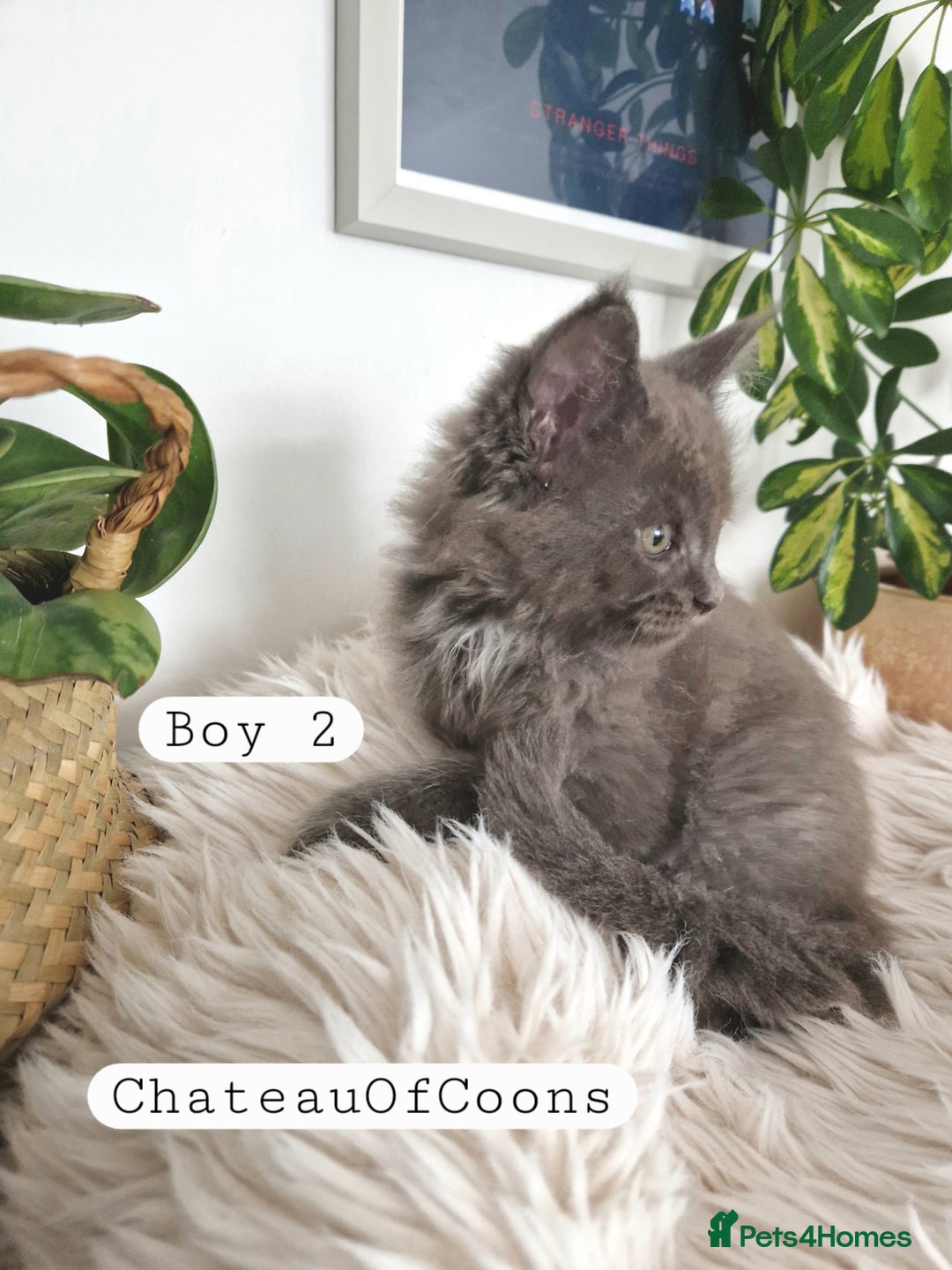 Maine Coon cats for sale: Stunning Black Smoke Registred Maine Coon Kittens - Image 8