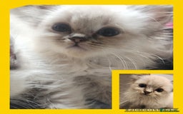 Ragdoll cats for sale: Ready now x - Advert 3
