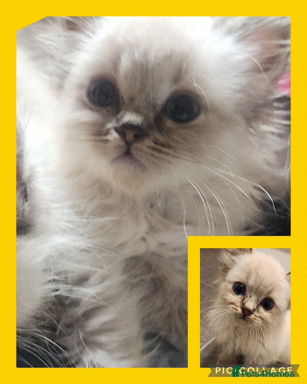 Ragdoll cats for sale: Ready now x - Advert 3