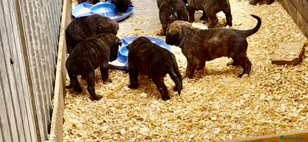 Mixed Breed dogs for sale: Malinois x presa canario  in Middlesbrough - Advert 2