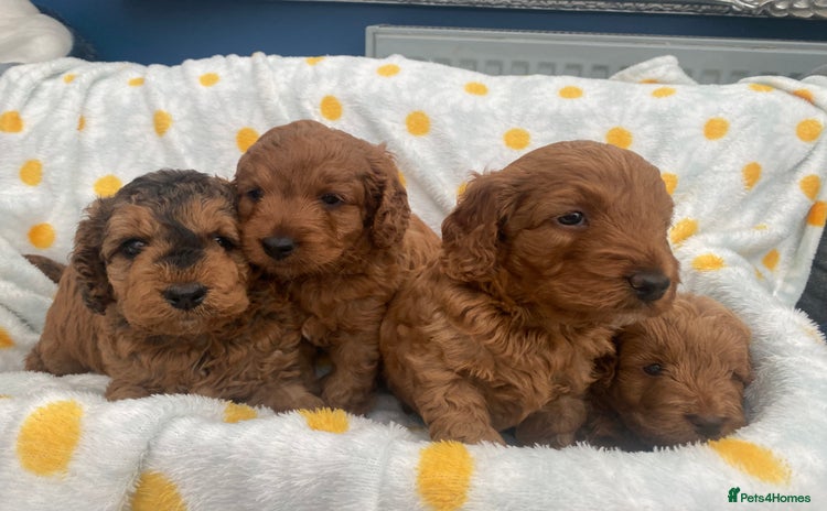 Cockapoo dogs - Advert 1