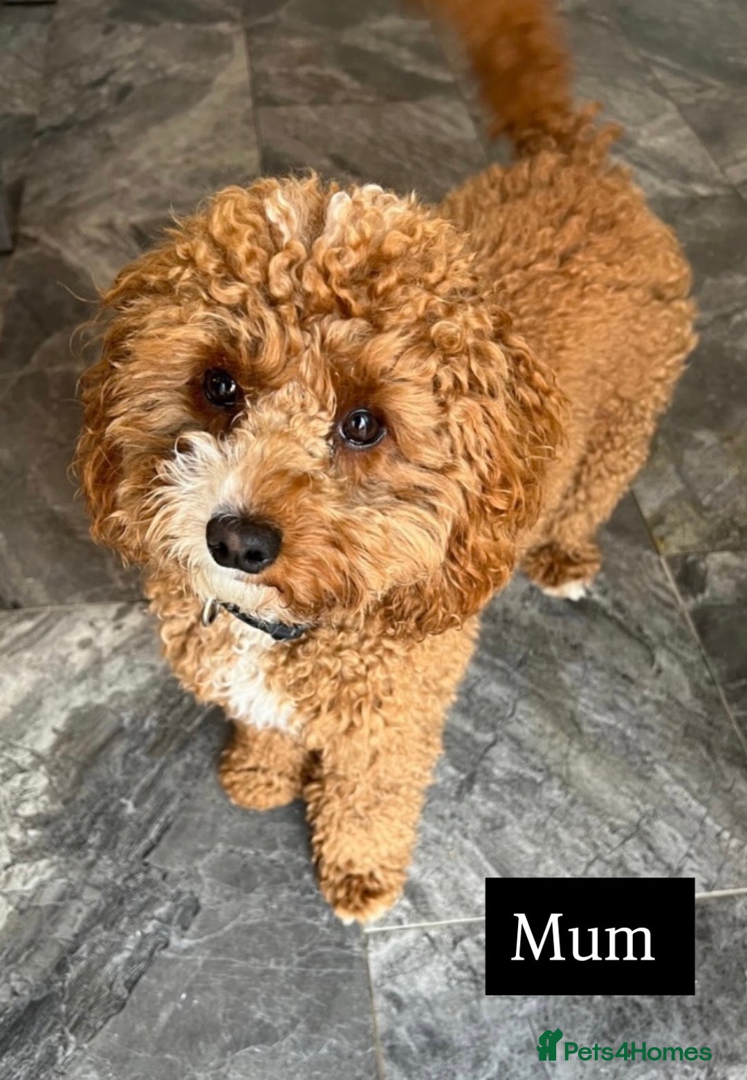 Cavapoo dogs for sale: Stunning Cavapoochon’s for sale (2 left) - Advert 17