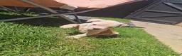 Mixed Breed dogs for sale: American bull cross old tyme  in Skegness - Advert 11