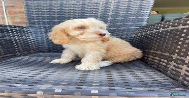 Cockapoo dogs - Advert 3