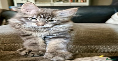 Maine Coon cats - Advert 15