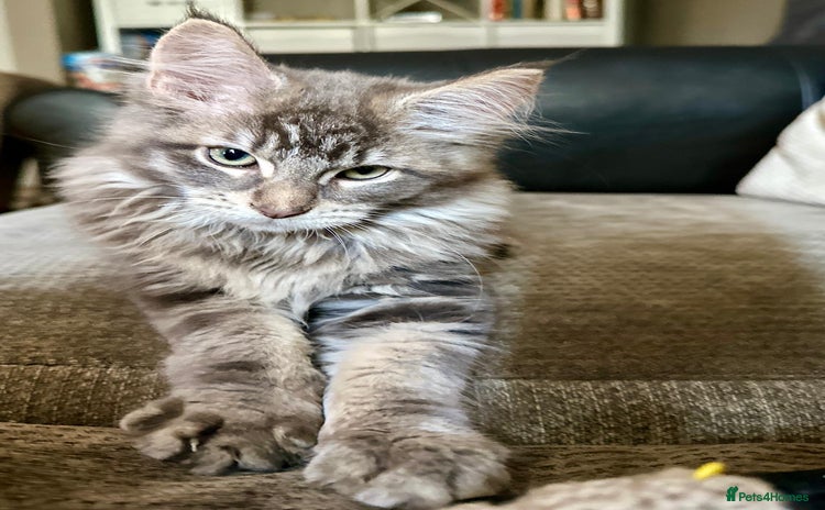 Maine Coon cats - Advert 2
