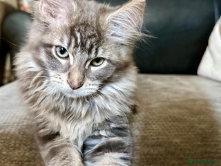 Maine Coon cats - Advert 32