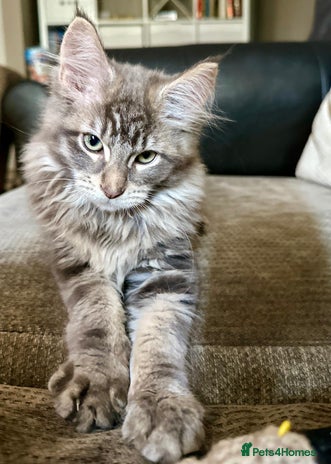 Maine Coon cats - Advert 3