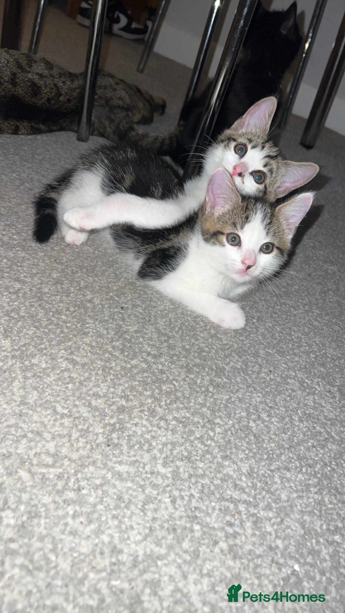 Mixed Breed cats 4 kittens  - Advert 1