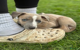 Whippet dogs for sale: READY NOW! STUNNING WHIPPET PUPPYS - Image 17