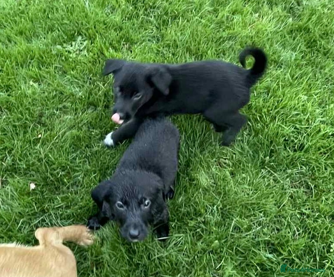 Borador dogs for sale: Vaccinated Fantastic Lab x Border Collie - Advert 12