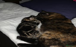 Turkish Angora cats for sale: Turkish Angora kittens - 2 left - Image 11