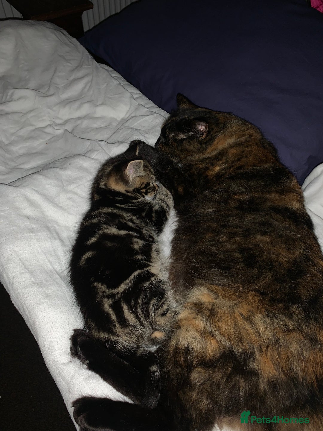 Turkish Angora cats for sale: Turkish Angora kittens - 2 left - Image 11