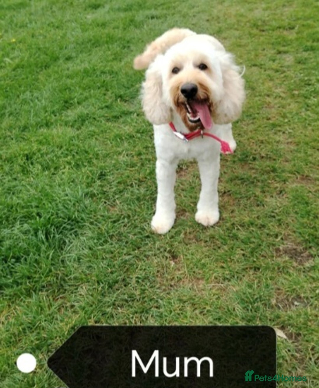 Cockapoo dogs for sale: Cockapoo female puppy  - Image 16