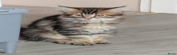 Maine Coon cats for sale: Stunning chocolate tabby kittens  - Advert 9