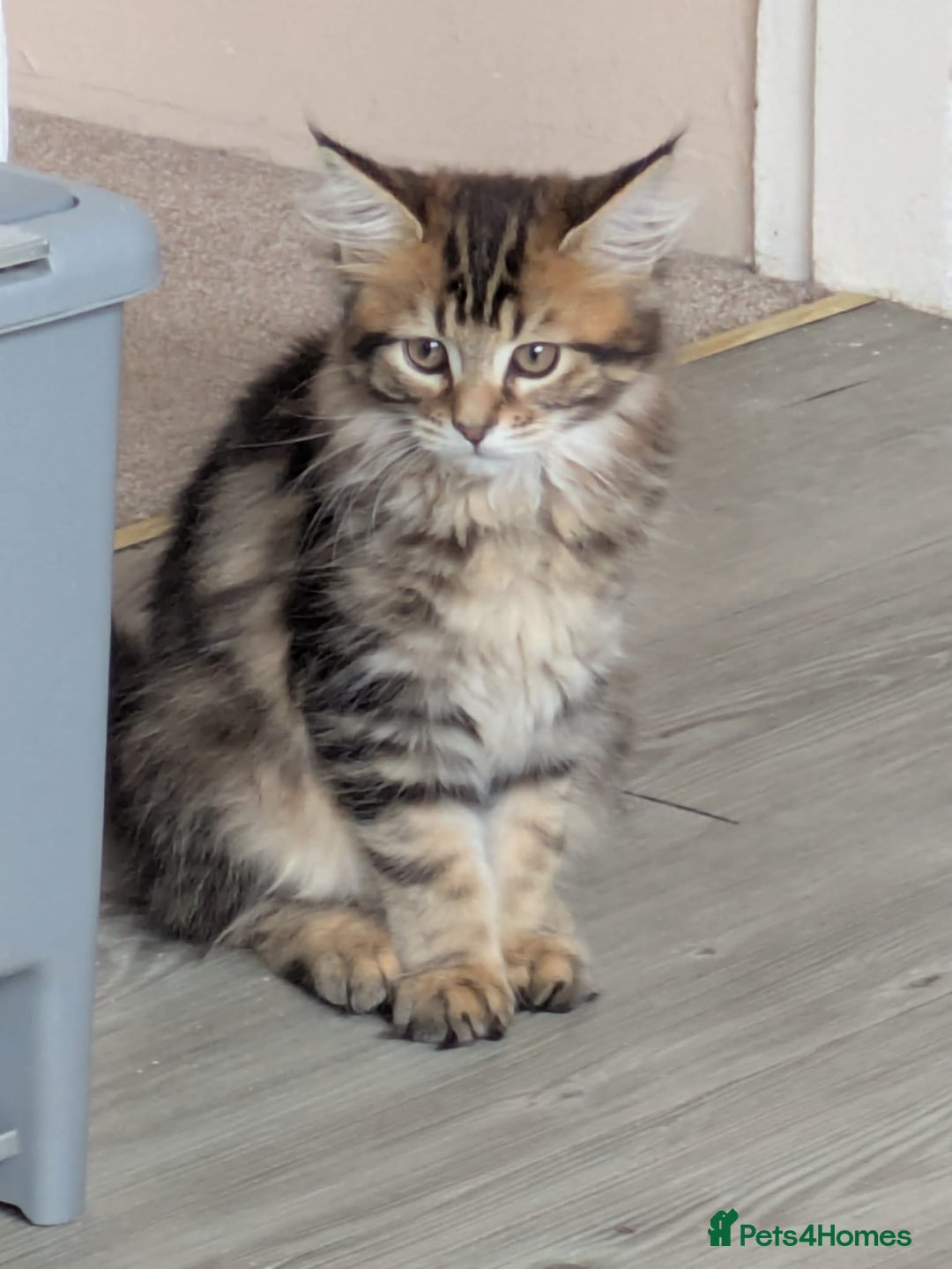 Maine Coon cats for sale: Stunning chocolate tabby kittens  - Advert 9