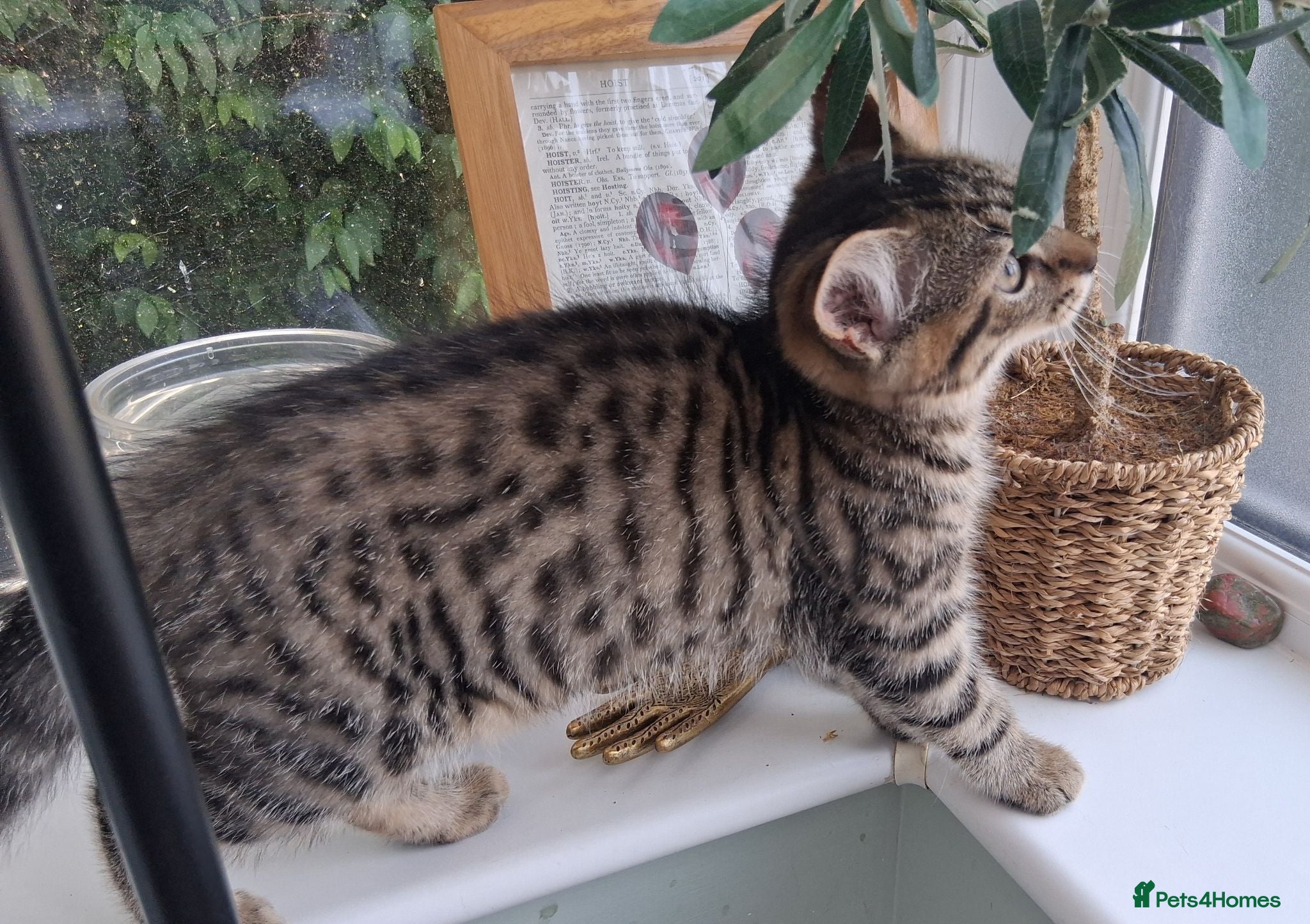 British Shorthair cats 4 Little Spotty Tigers  - Advert 1