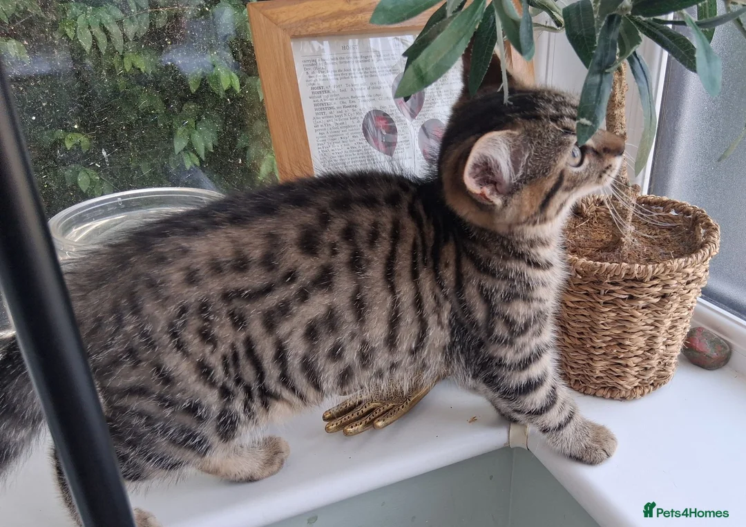 British Shorthair cats for sale: 4 Little Spotty Tigers  - Advert 1