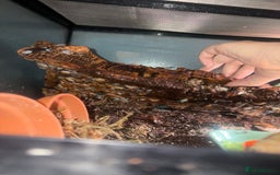 Mixed Breed invertebrates for sale: Orange and tropical grey woodlice isopods 10 4 £2 - Image 3
