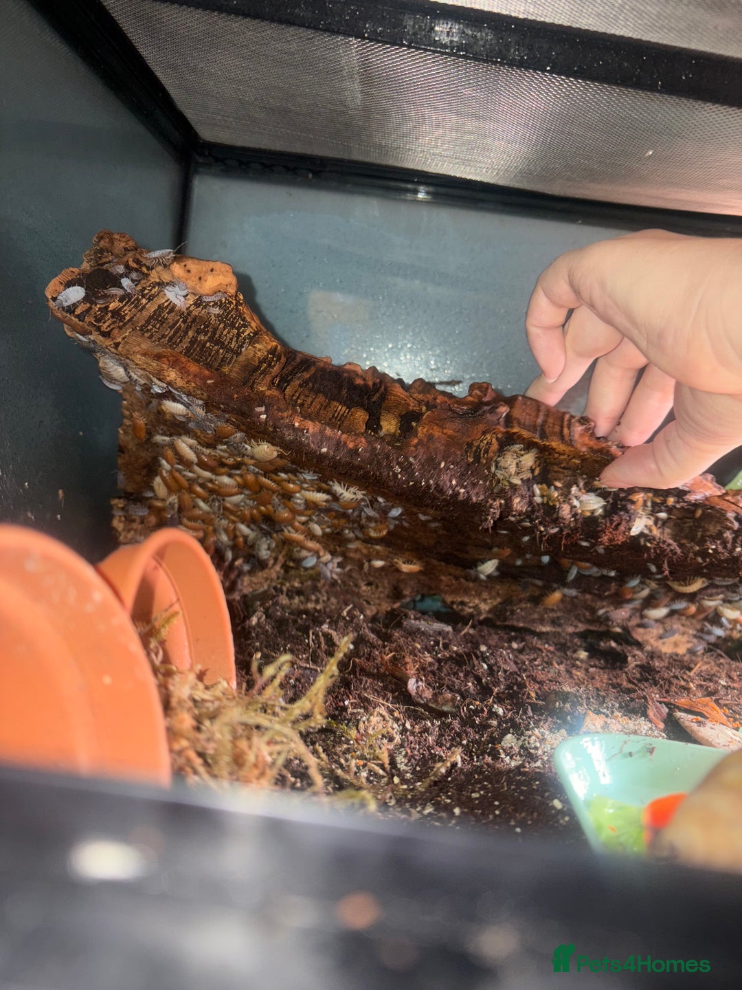 Mixed Breed invertebrates for sale: Orange and tropical grey woodlice isopods 10 4 £2 - Image 3