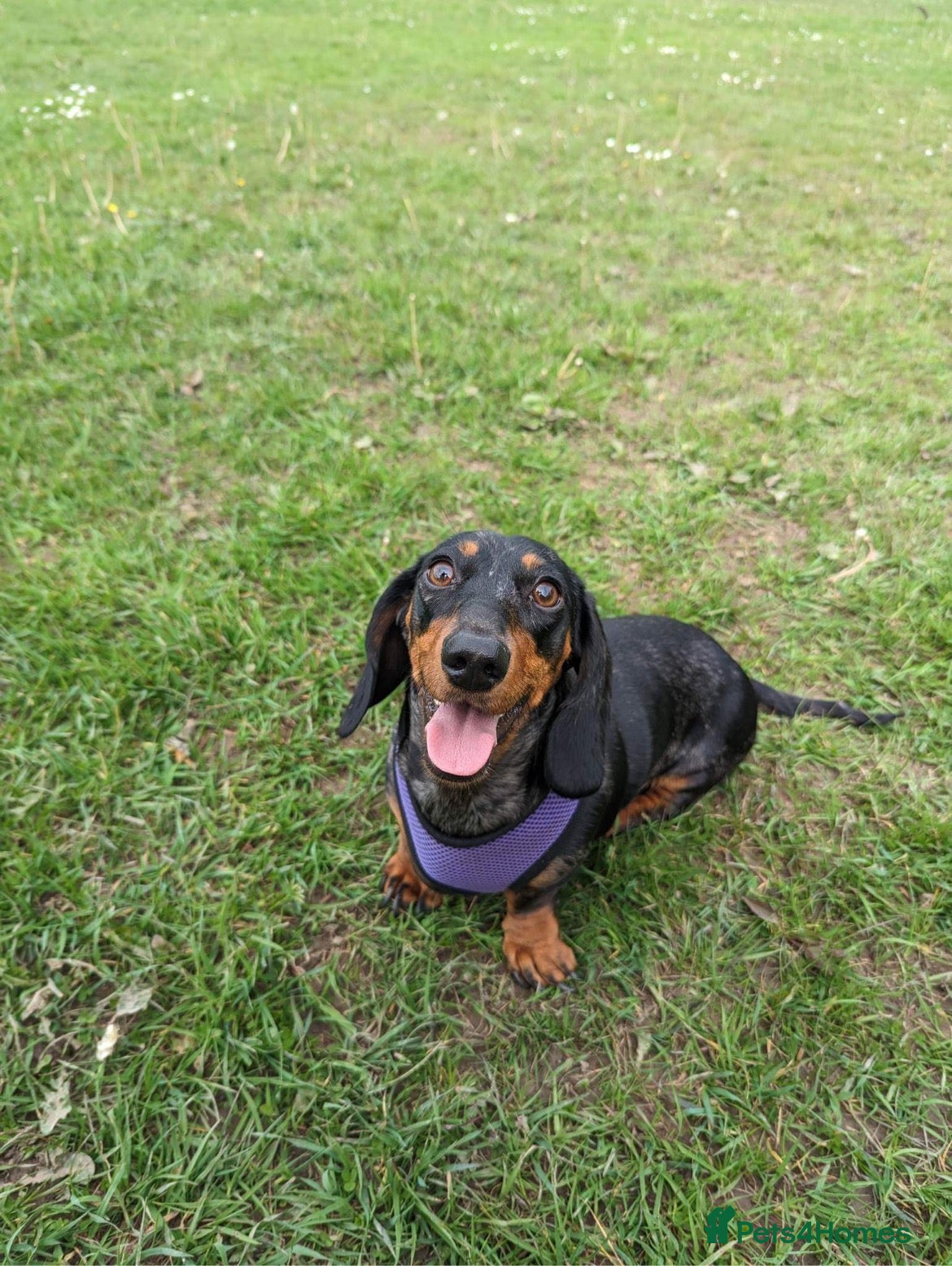 Belle