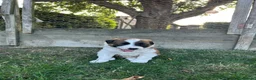Border Collie dogs for sale: Striking Welsh Red & White Border Collies in Montgomery - Advert 4