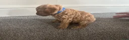 Miniature Poodle dogs for sale: 7 outstanding KC registered miniature's poodles  - Advert 7
