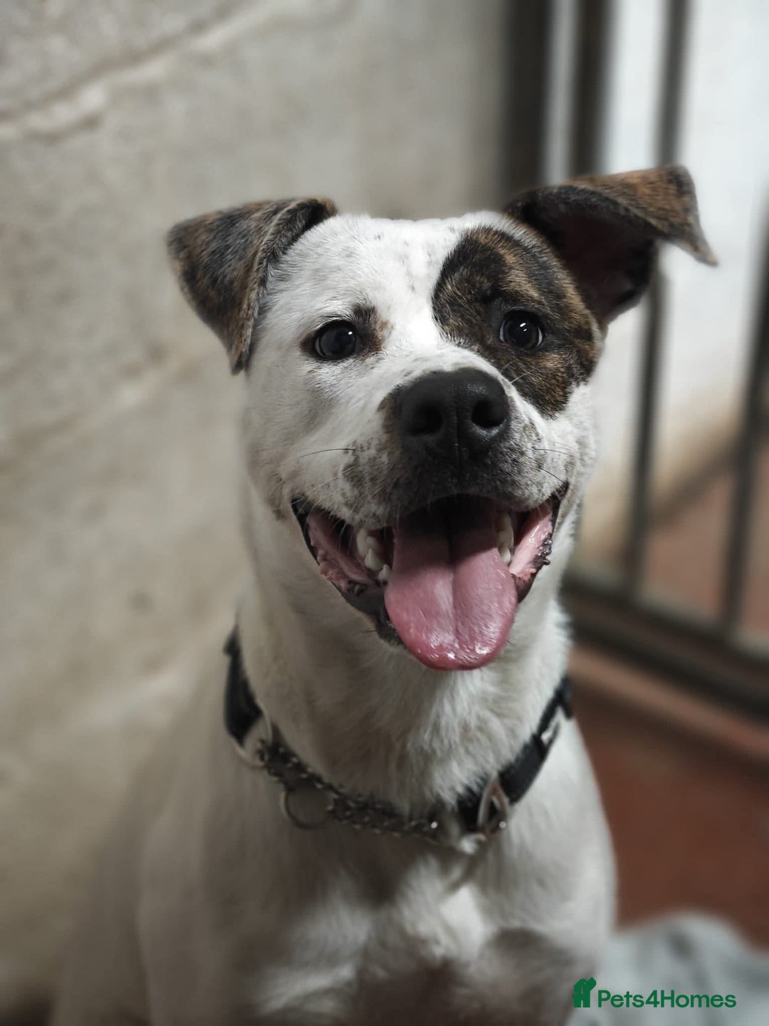 Mixed Breed dogs for adoption: Maggie Mabel - Advert 6