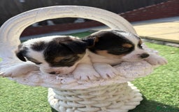 Jack Russell dogs for sale: Jack Russell puppies  - Image 5