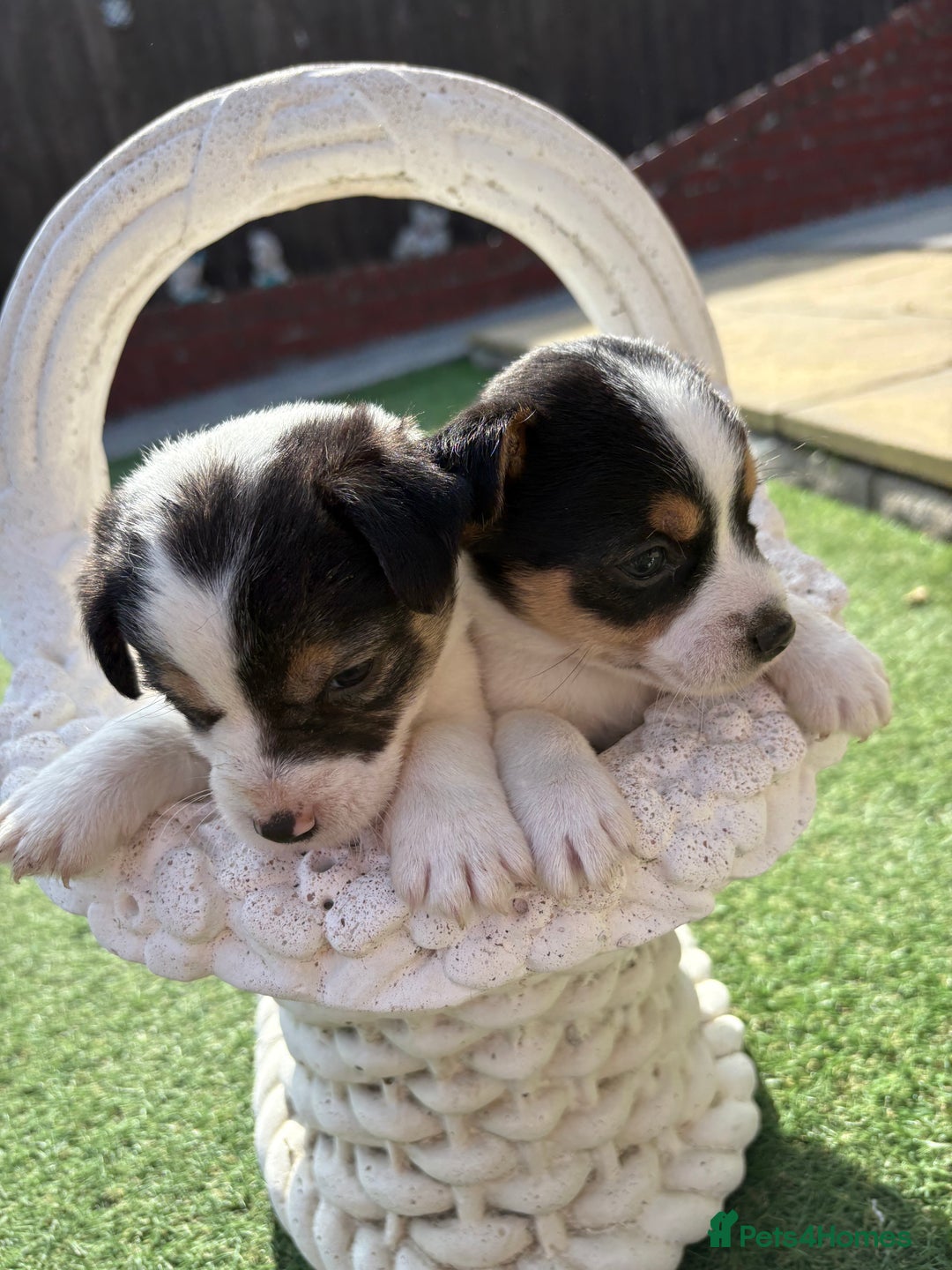 Jack Russell dogs for sale: Jack Russell puppies  - Image 5