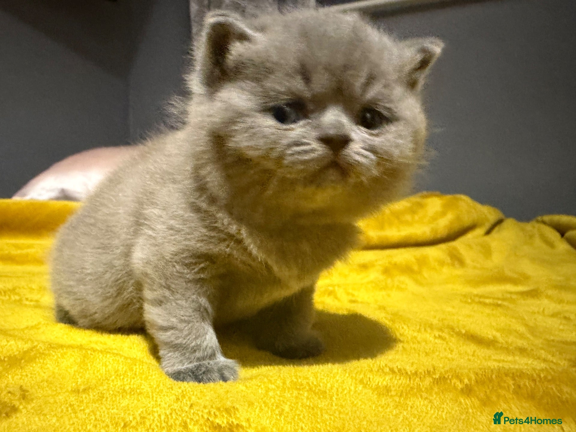 British Shorthair cats Blue girl ready for 31 October  - Advert 2