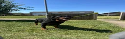 Rottweiler dogs for sale: Female Rottweiler  in Aylesbury - Advert 6