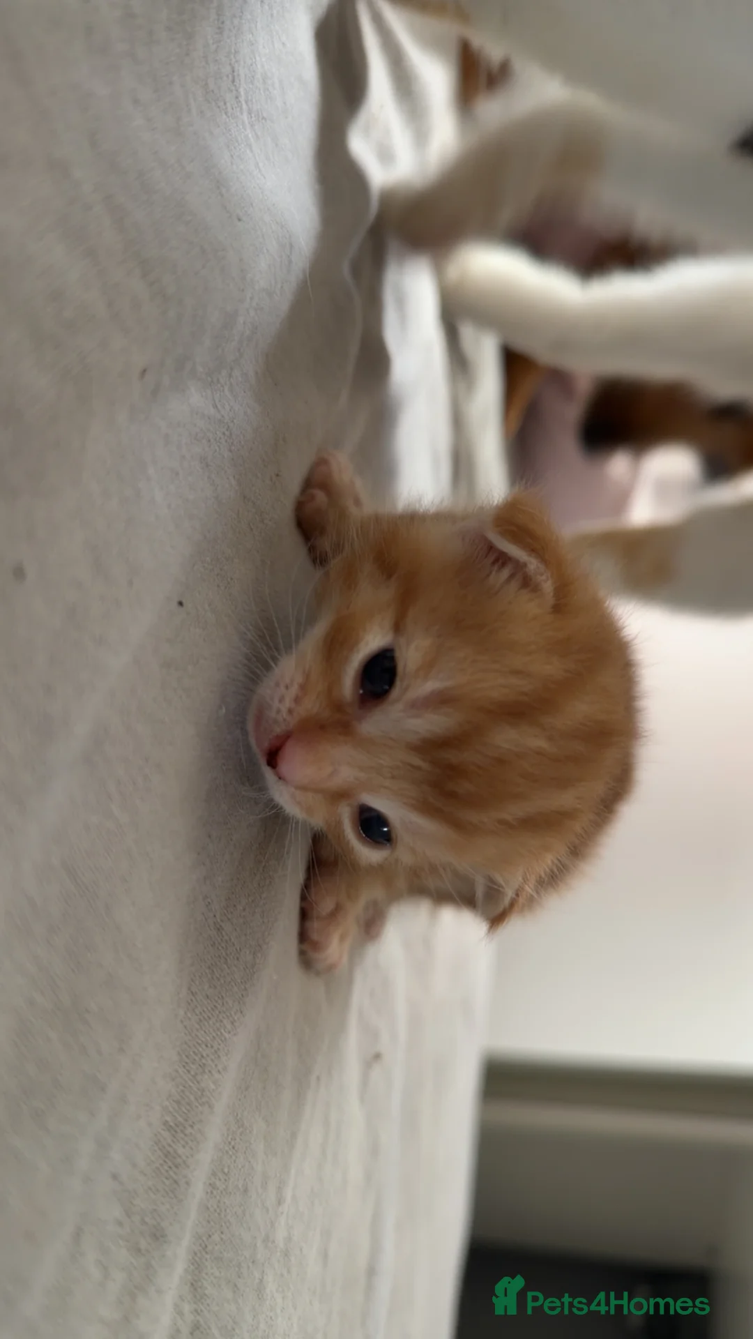 Mixed Breed cats for sale: Male kitten  - Advert 4