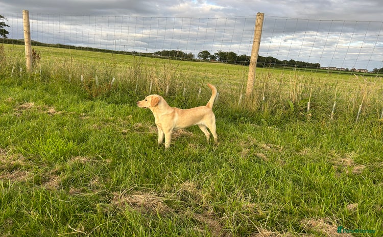 Labrador Retriever dogs - Advert 13