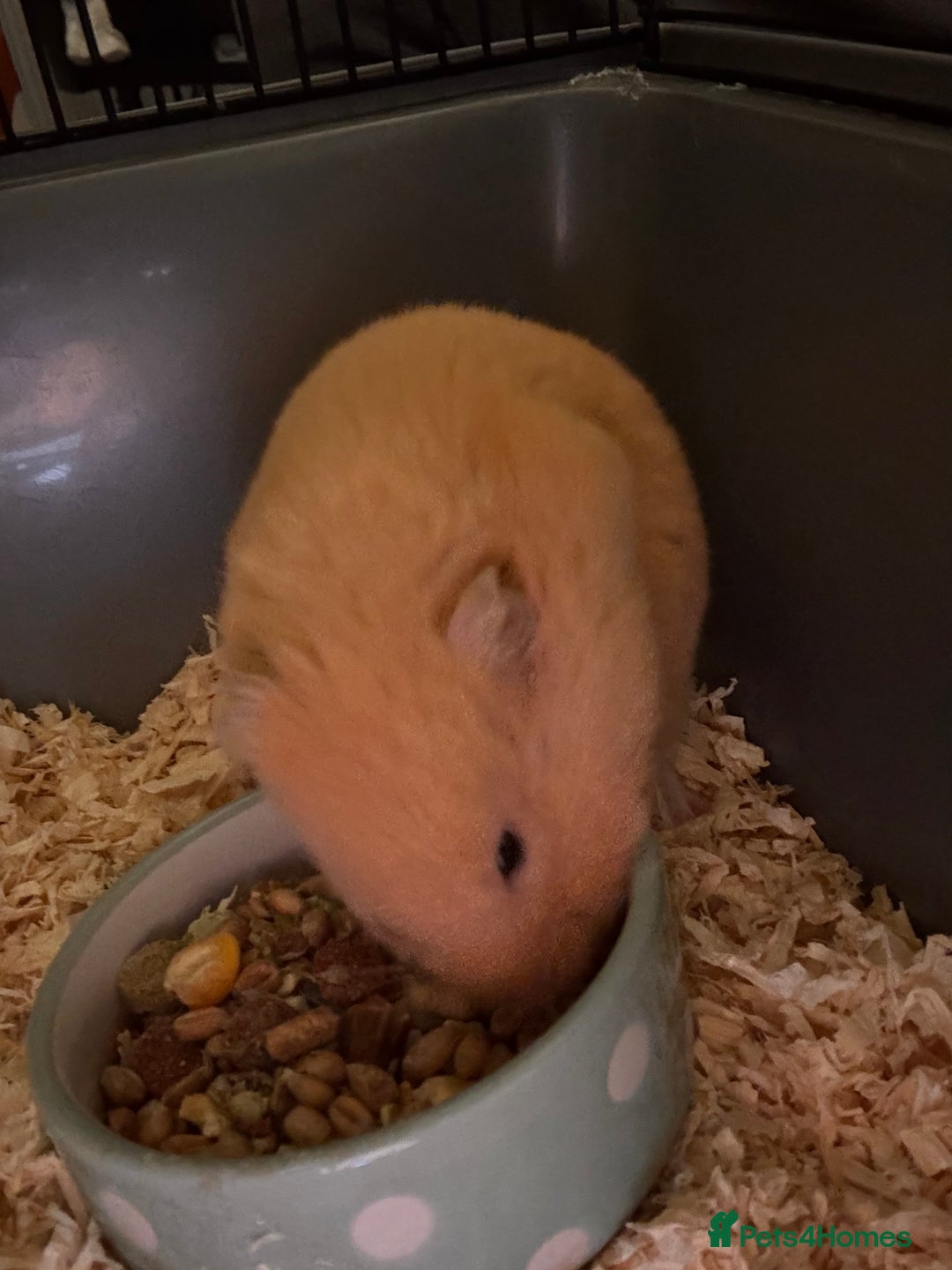 Hamster rodents for sale: Syrian Hamster (Draco) for rehome - Advert 4