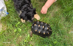 Tortoise reptiles for sale: Leopard, red and yellow foot tortoise  - Image 10
