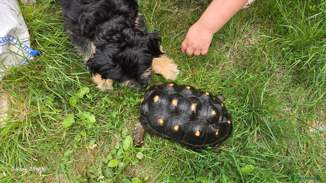 Tortoise reptiles for sale: Leopard, red and yellow foot tortoise  - Image 10