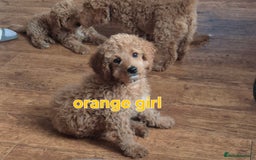 Cavapoo dogs for sale:  F1B cavapoo's Health Tested**Reduced**   in Ilkeston - Image 4
