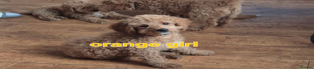 Cavapoo Puppy 2