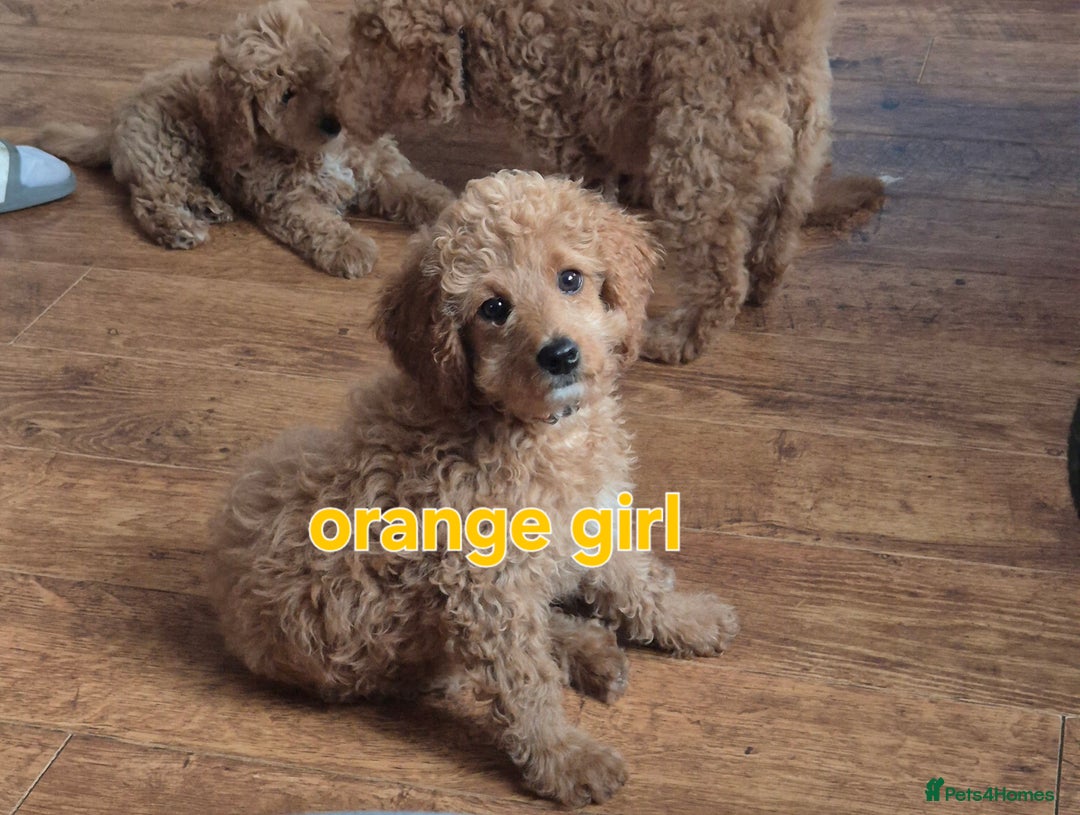 Cavapoo dogs for sale:  F1B cavapoo's Health Tested**Reduced**   in Ilkeston - Image 4
