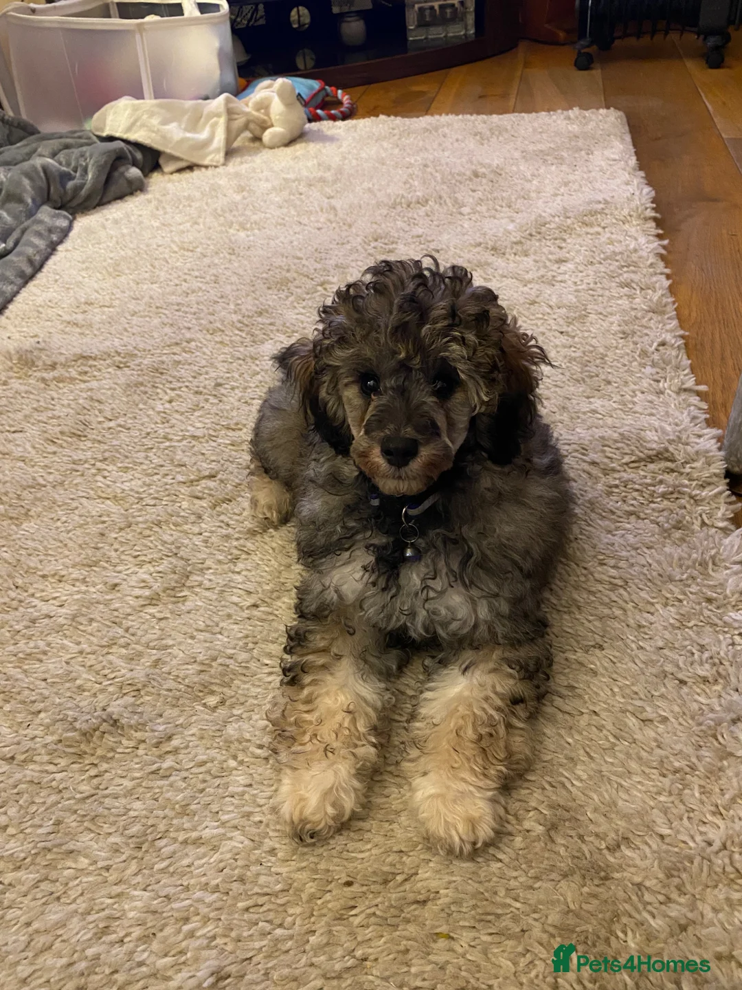 Toy Poodle dogs for sale: Male Sable Toy Poodle - Advert 4