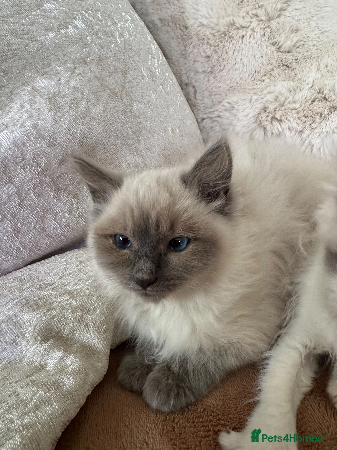 Ragdoll cats for sale: Ragdoll kittens  - Advert 2