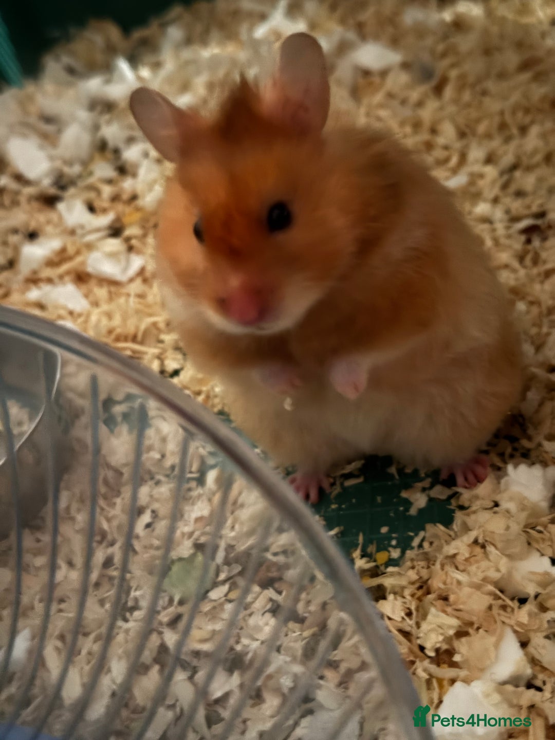 Hamster rodents for sale: Hámster  - Advert 4