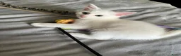 Mixed Breed cats for sale: 4 beautiful kittens 🐾 - Advert 17