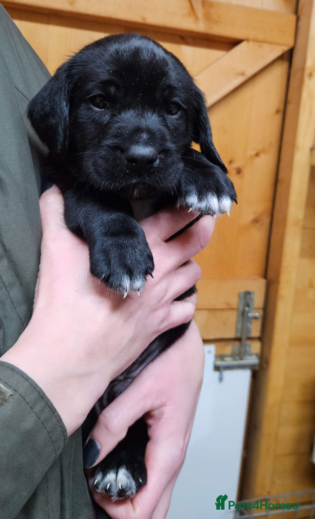 Labrador Retriever dogs for sale: Black labrador x gwp puppies working or pet homes - Advert 12