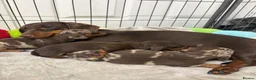 Miniature Dachshund dogs for sale: Miniature dachshund  in Spennymoor - Advert 4